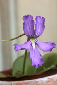 fiore pinguicula rectifolia