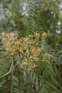fiori schinus