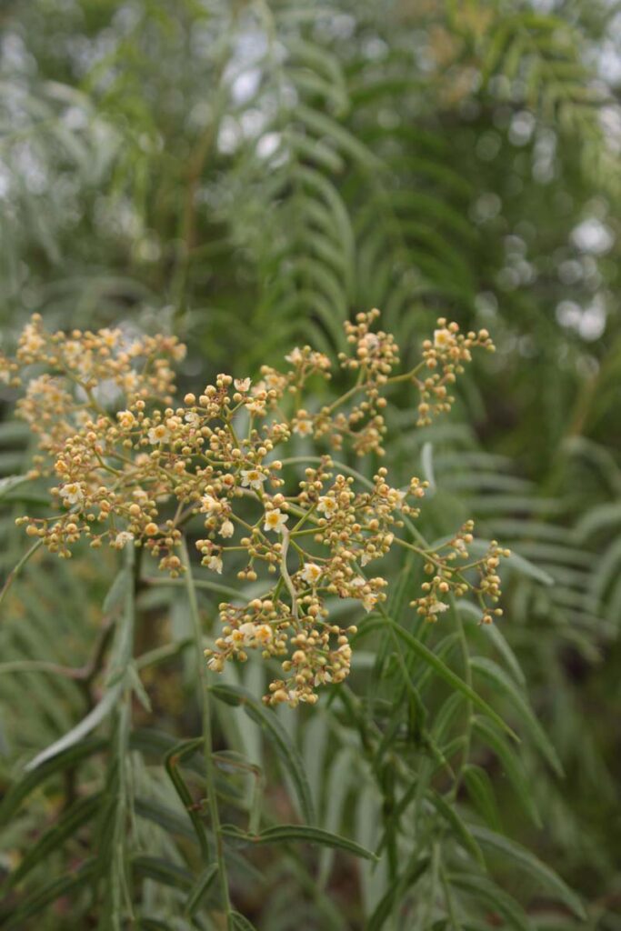 fiori schinus