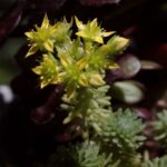 fiori sedum multiceps