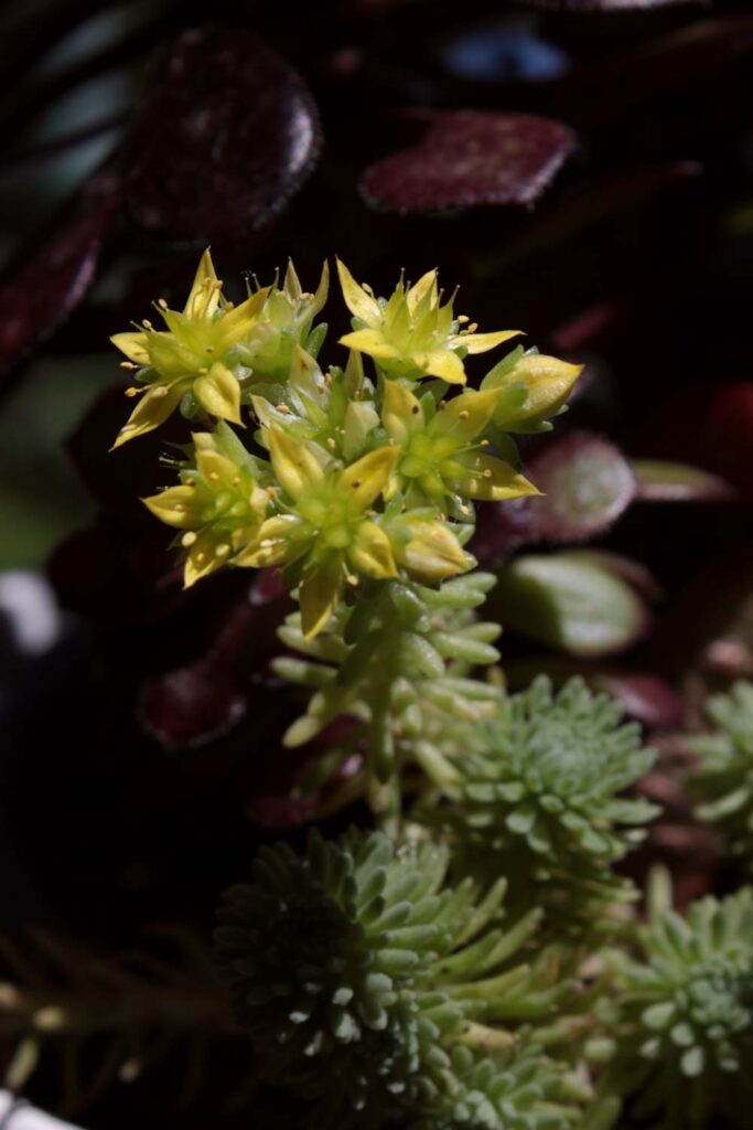 fiori sedum multiceps