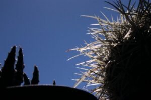 cactus controluce