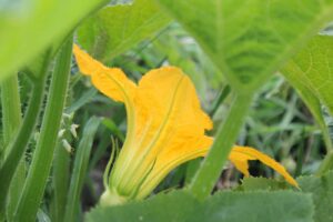 fiore zucchino