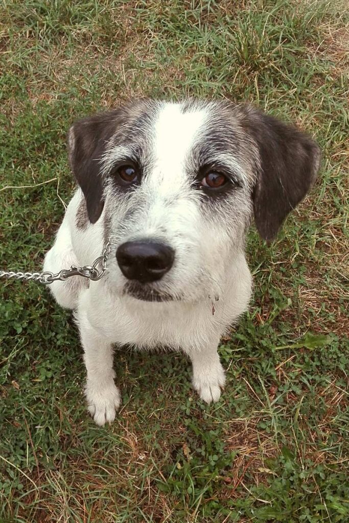 Daisy