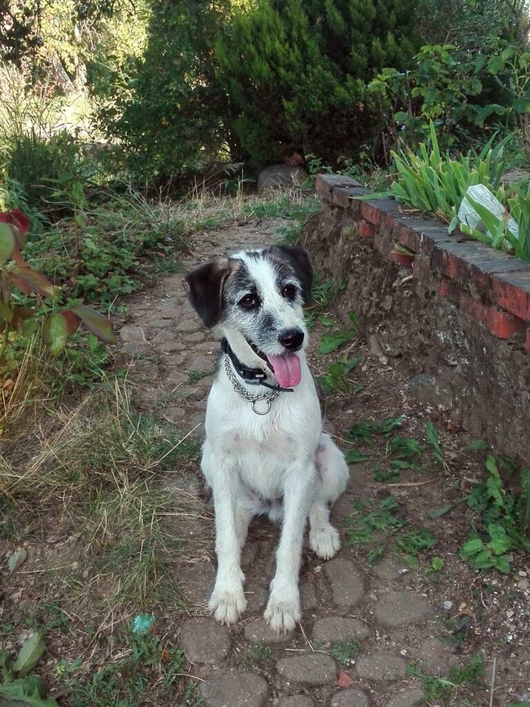Daisy