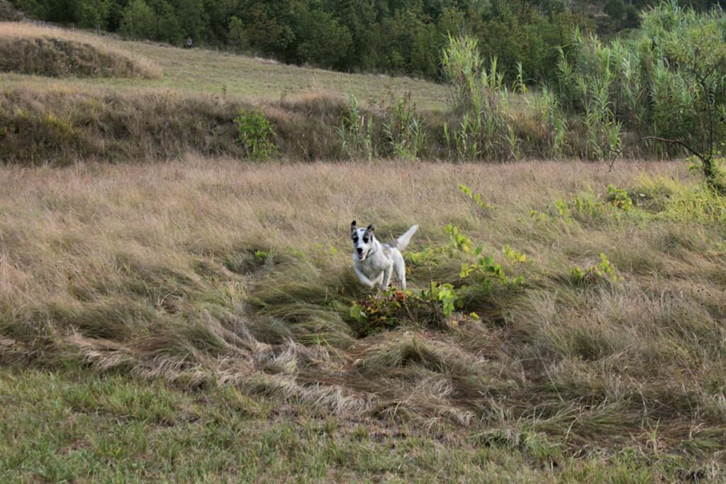 Daisy corsa