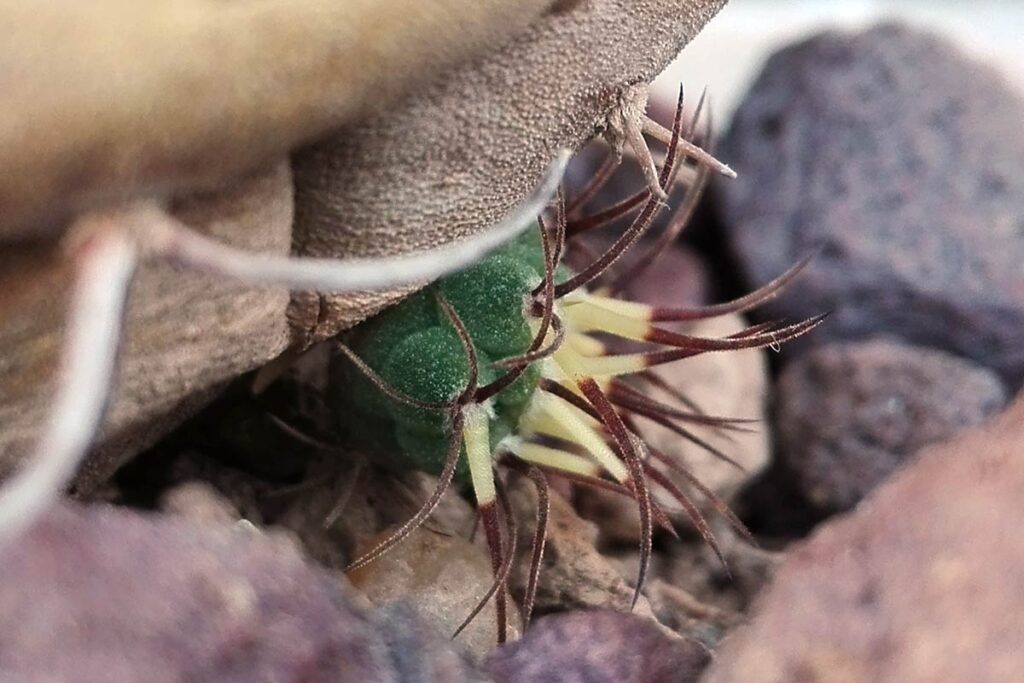Matucana pollone