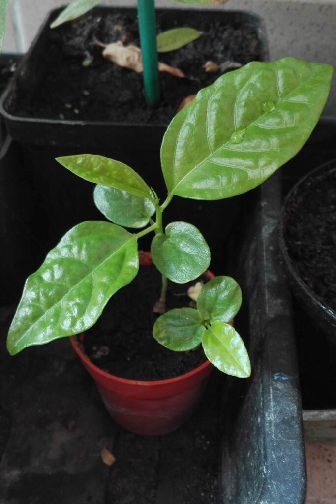 passiflora