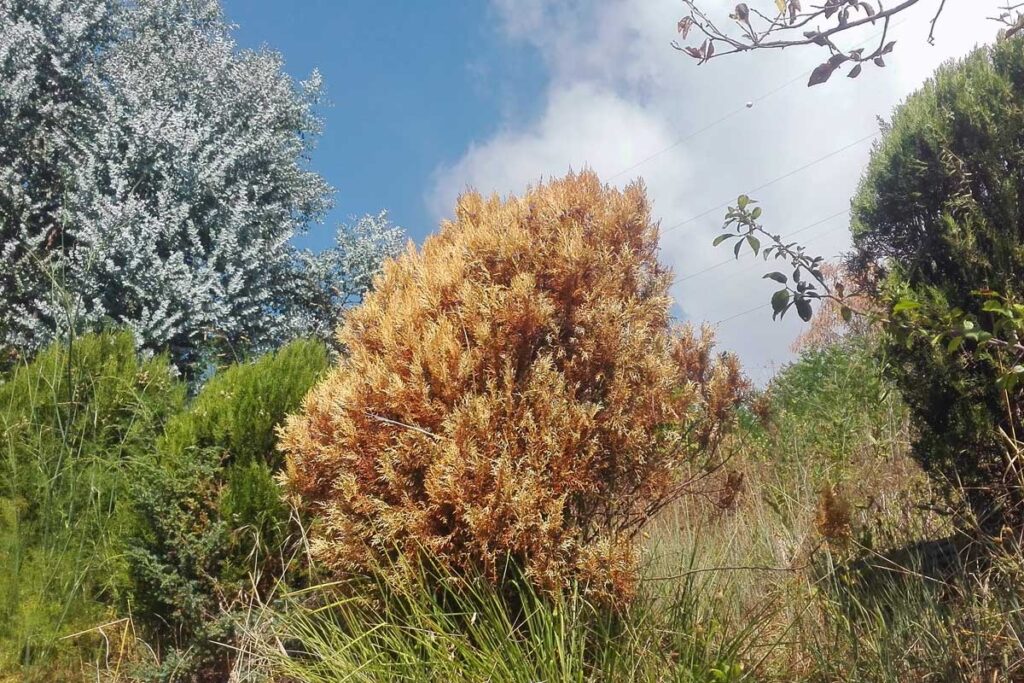 Thuja secca
