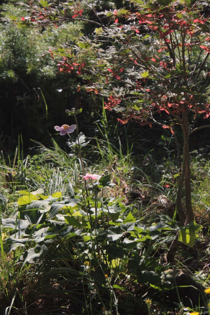 anemone acero