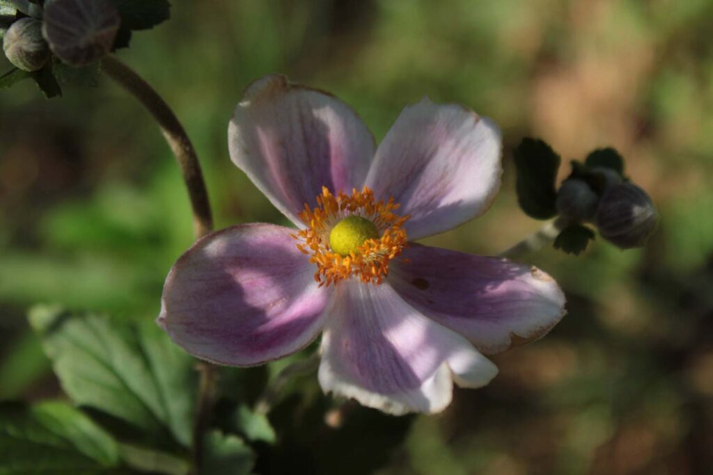 anemone