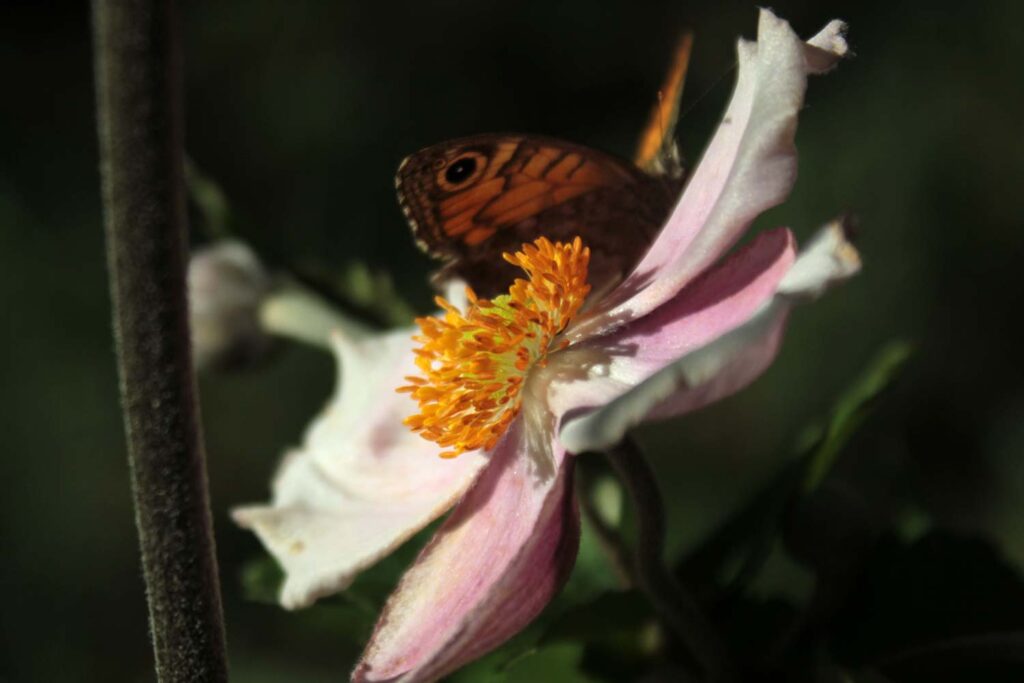 anemone
