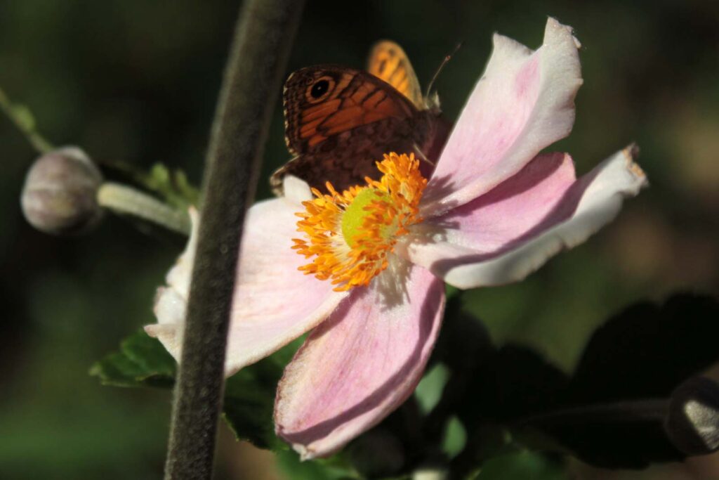 anemone