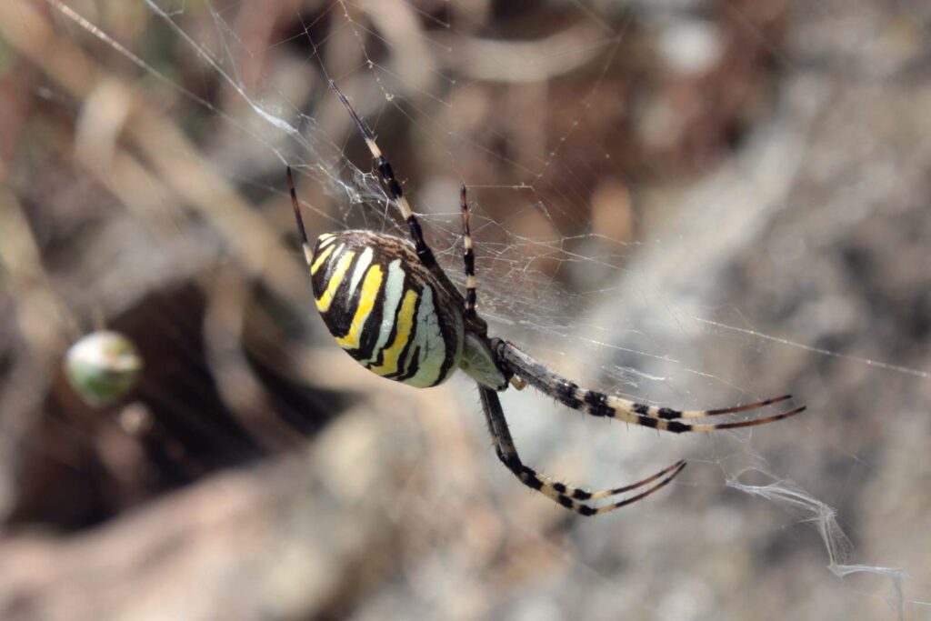 Argiope ragno