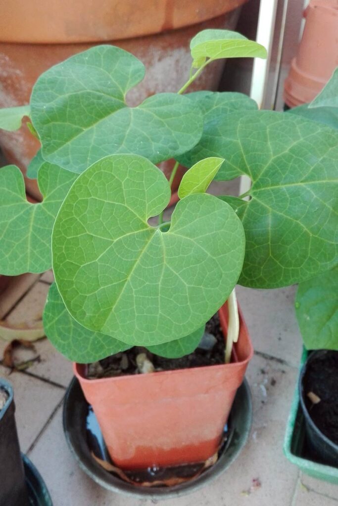 Aristolochia