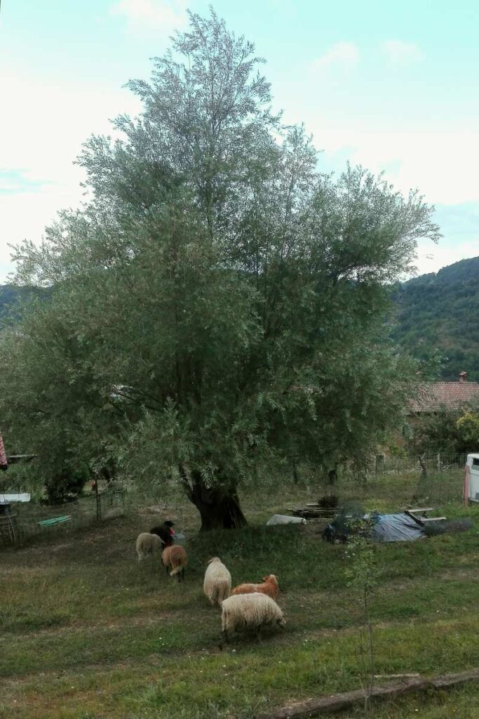 pecore