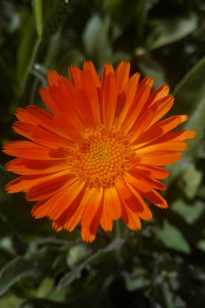 calendula fiore