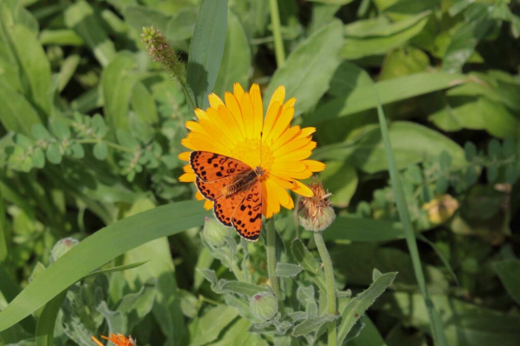 calendula