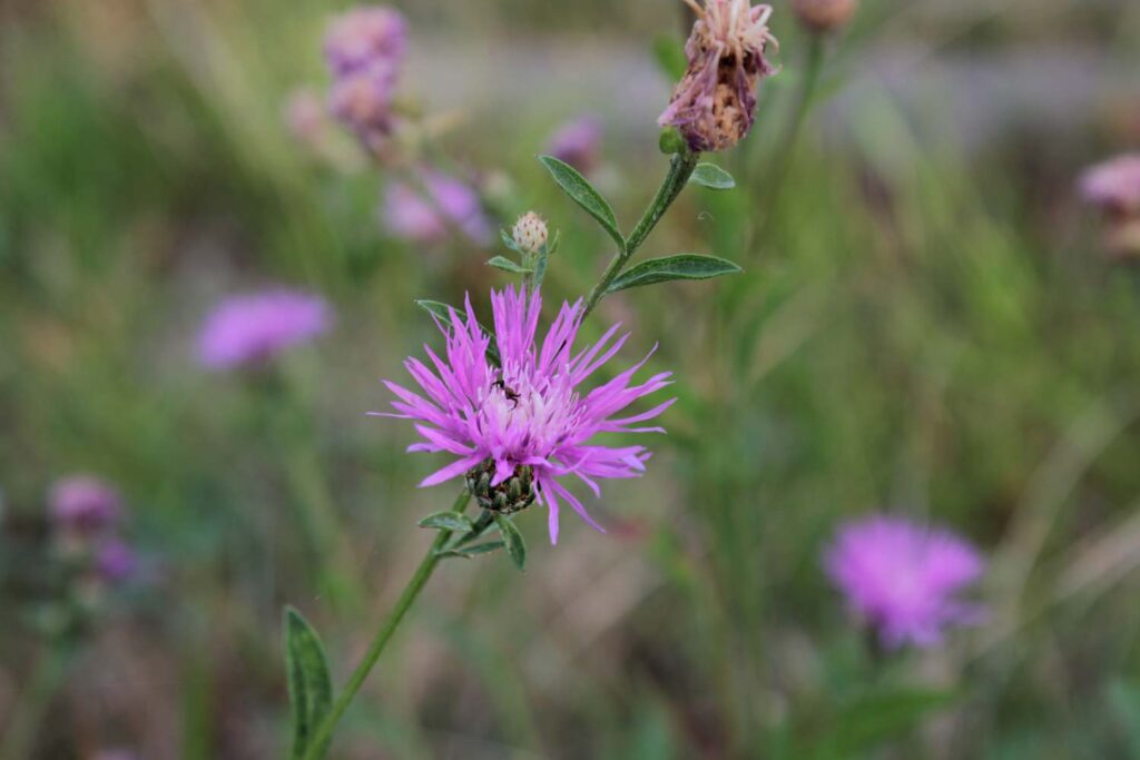 centaurea