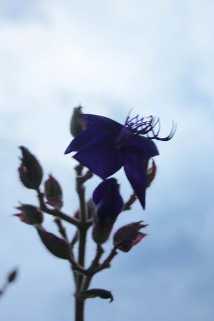 tibouchina