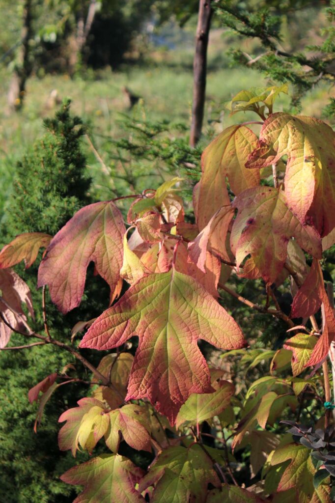 ortensia quercifolia