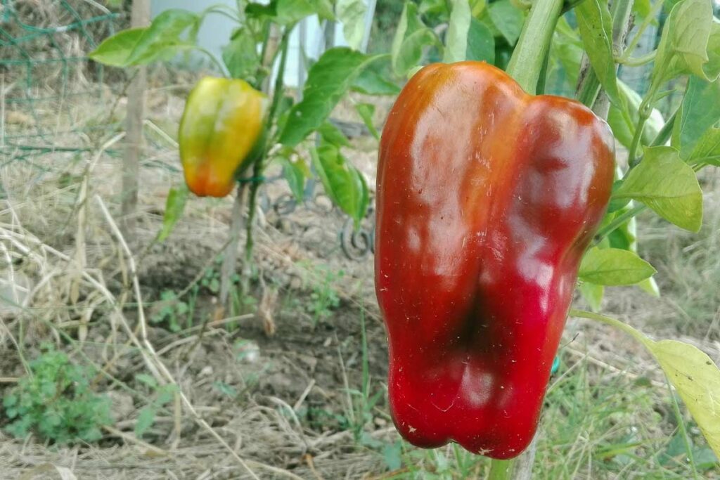 peperoni