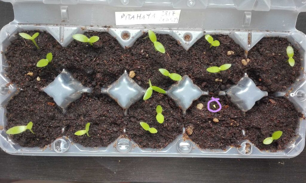 pitahaya