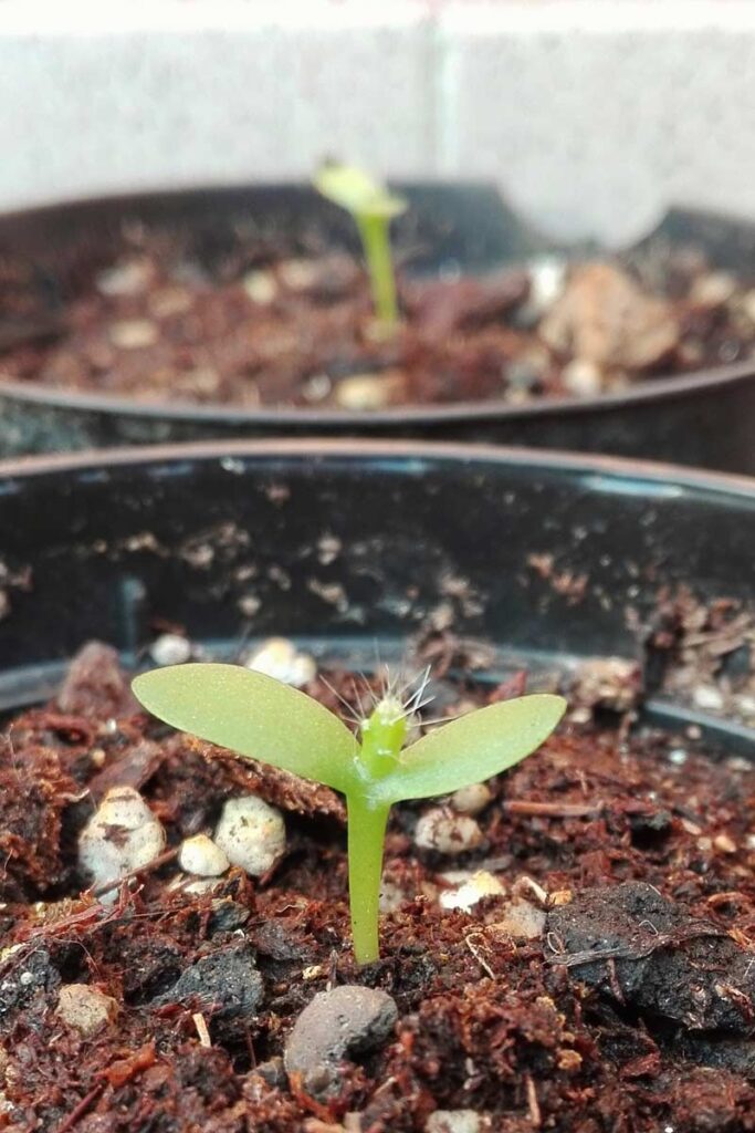 pitaya