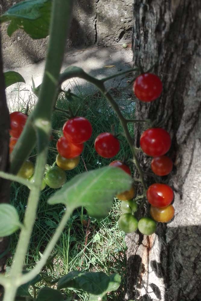 pomodori alla fermata