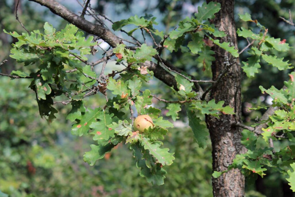 roverella