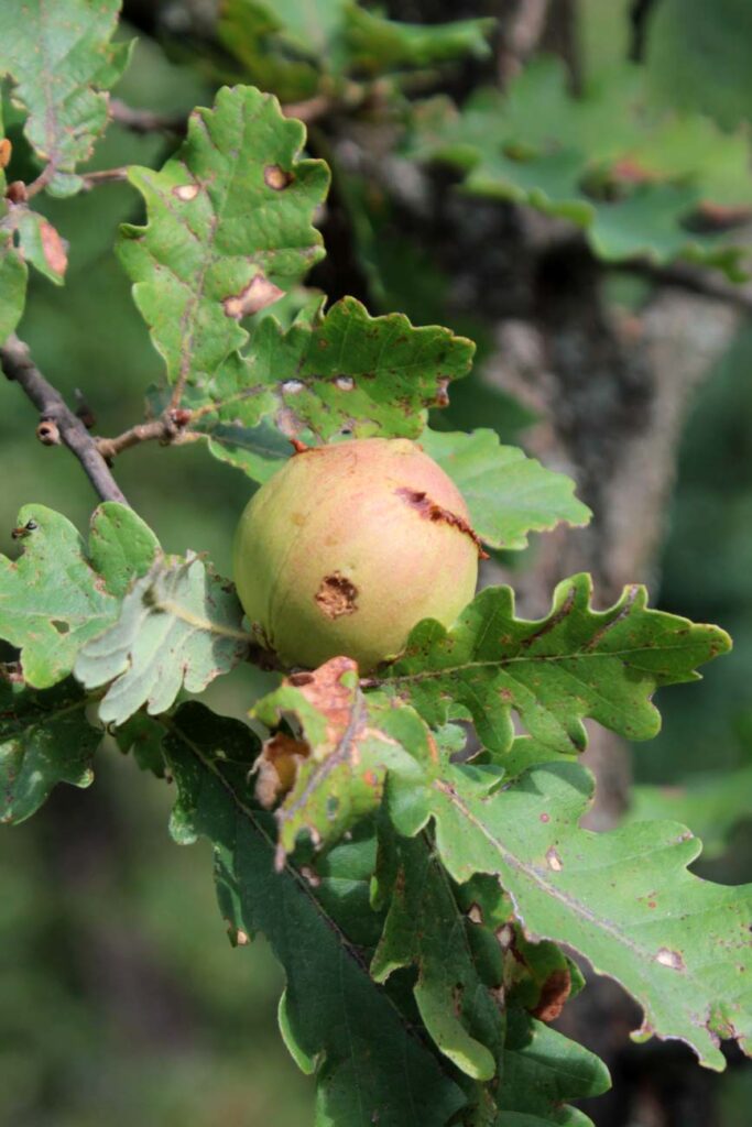 Galla di quercia