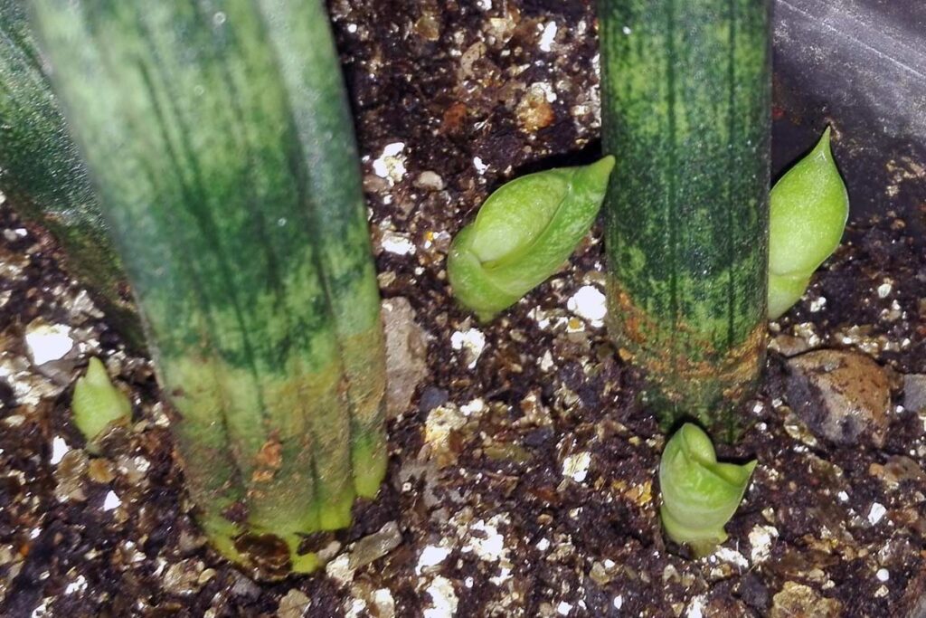 sansevieria