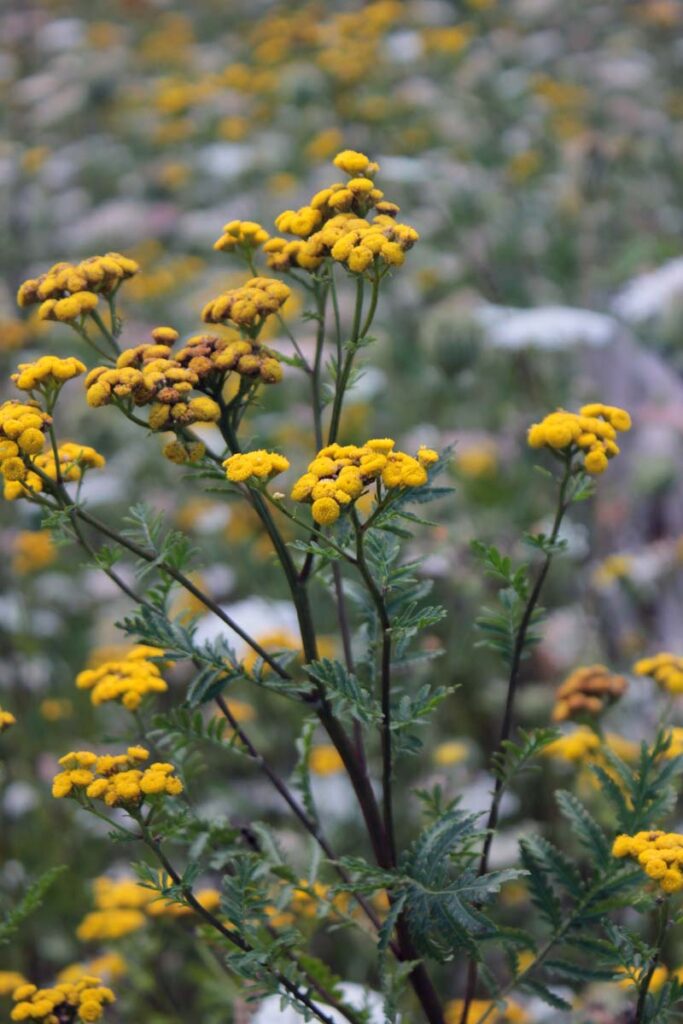 tanaceto fiori