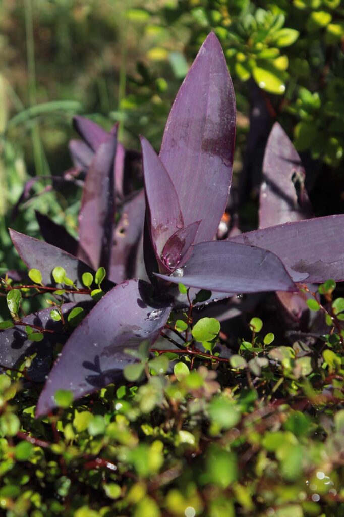 Tradescantia pallida