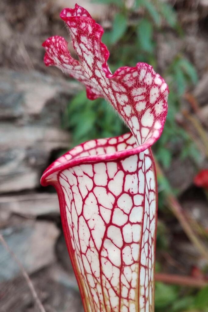 sarracenia carnivora