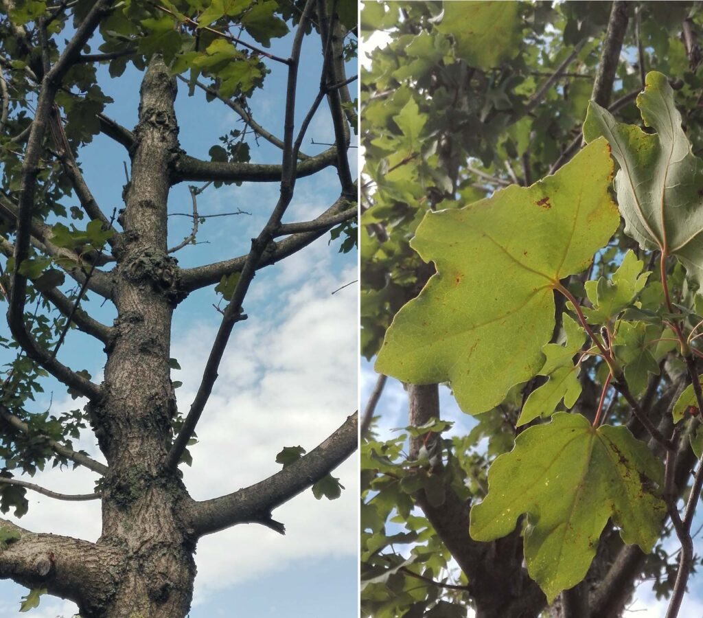 riconoscimento acero