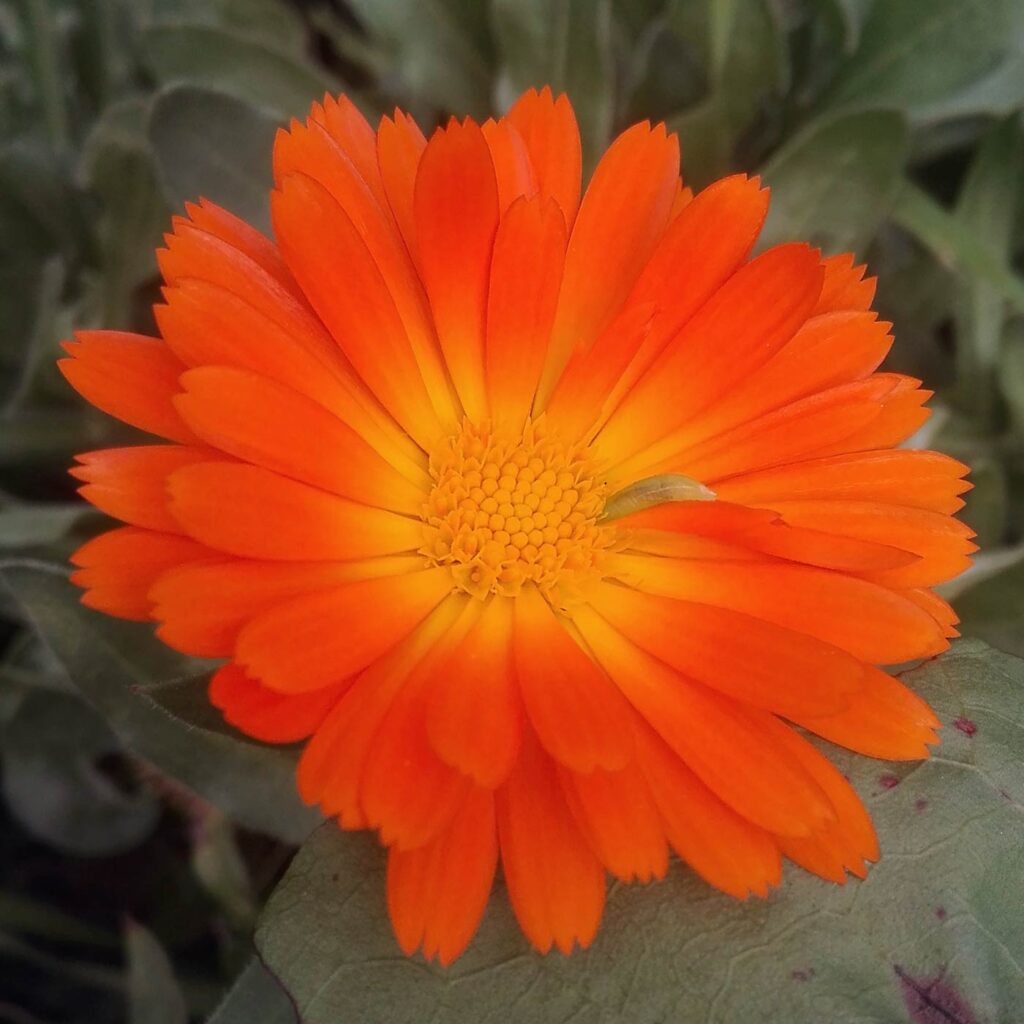 calendula fiore
