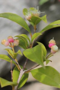 Eugenia myrtifolia