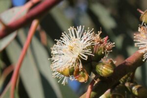 fiore eucalipto
