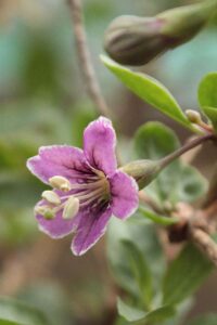 goji fiore