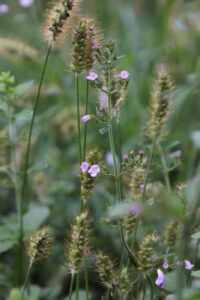 minuscolo fiore viola selvatico