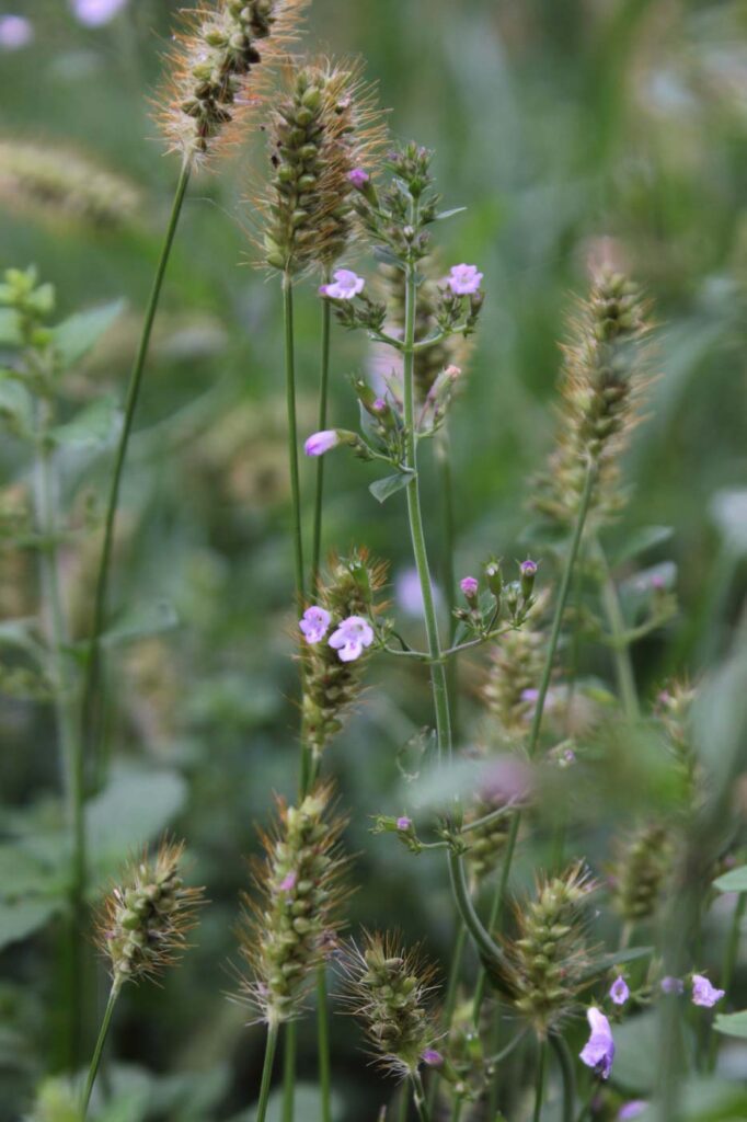 minuscolo fiore viola selvatico