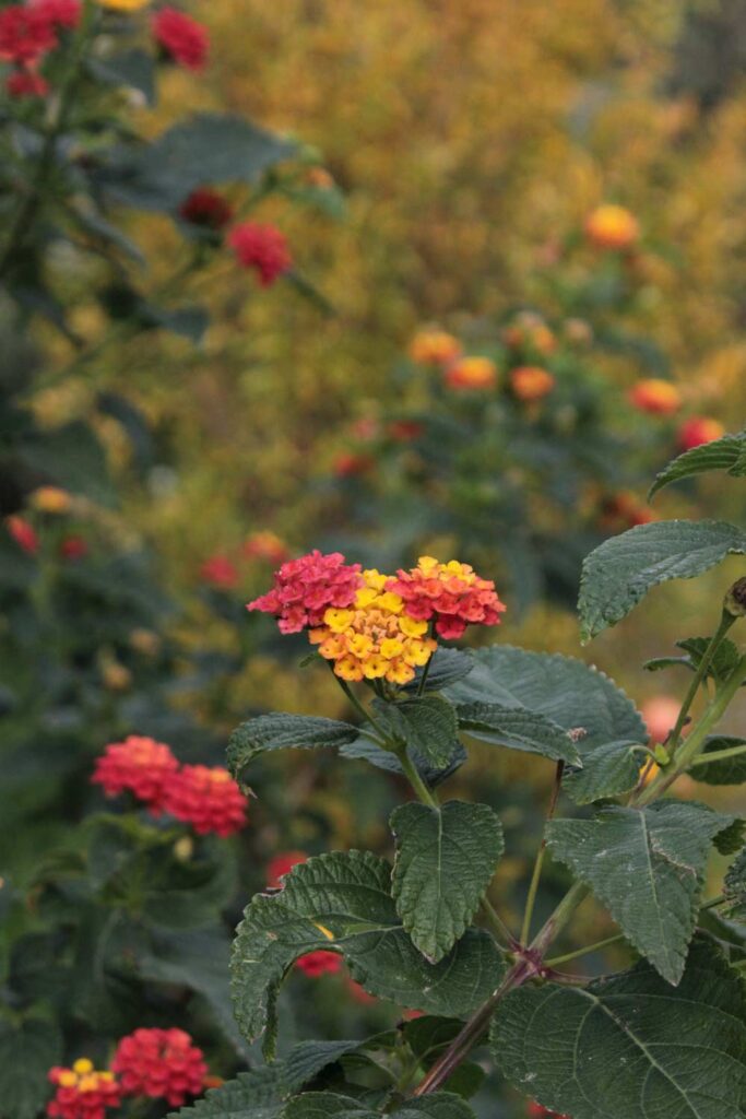 Lantana camara