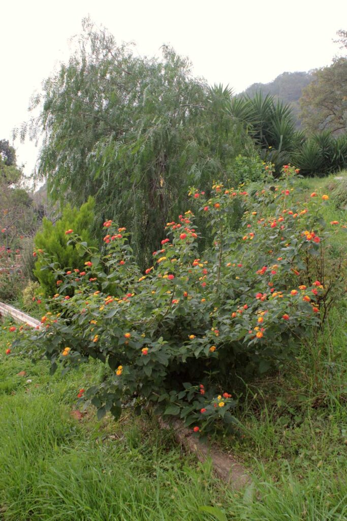 Lantana pianta fiorit