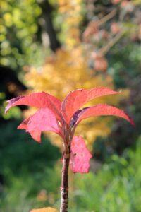 Ortensia quercifolia