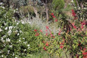 fiori a ottobre