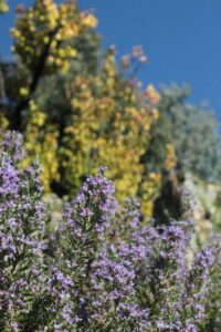 fiori rosmarino