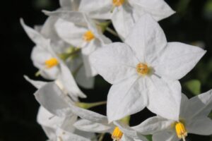 solanum