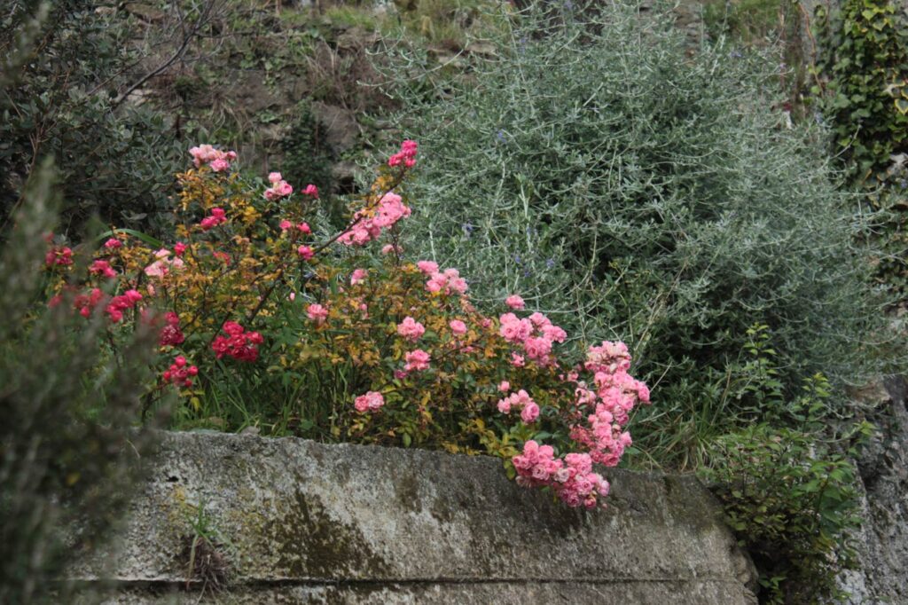 roselline muro