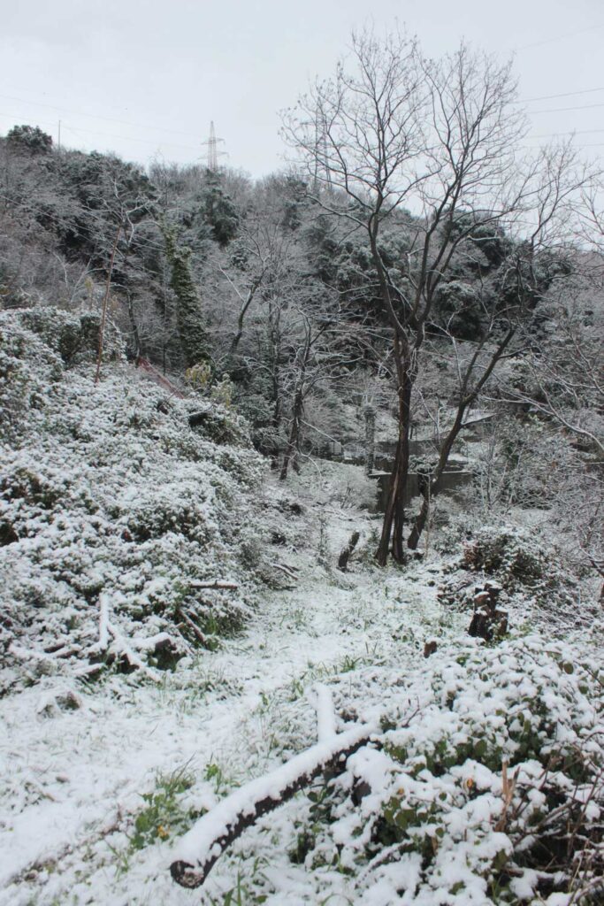 Robinia a TRuchel con la neve